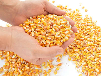 Lefen Vegan Glucosamine is made using sustainable non-GMO corn