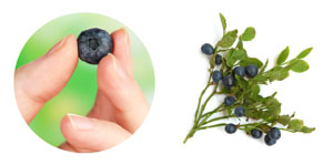 3DX-Bilberry: the new standard of bilberry extract