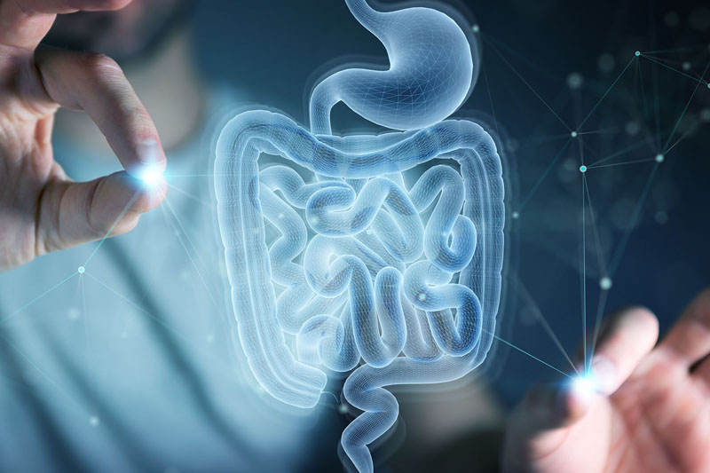 A balanced gut for a longer life: the diversity advantage