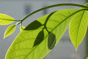 A natural alternative to caffeine without the side-effects