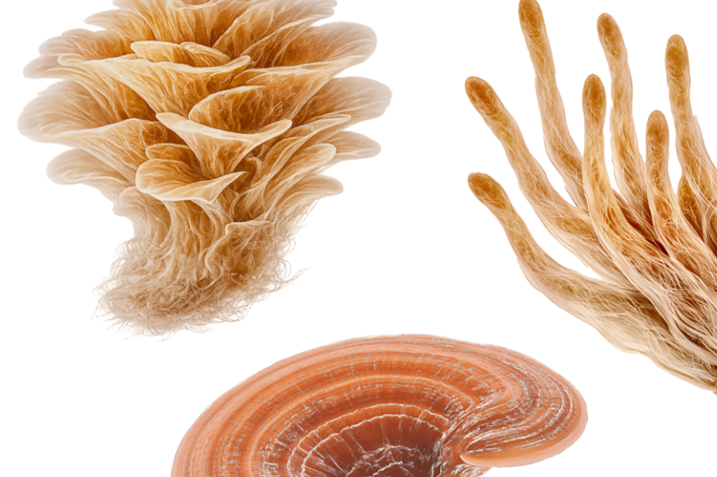 Activ’Inside responds to market demand with Signature Mushroom range