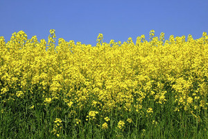 ADM advances biodiversity in agricultural areas