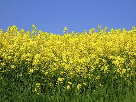 ADM advances biodiversity in agricultural areas