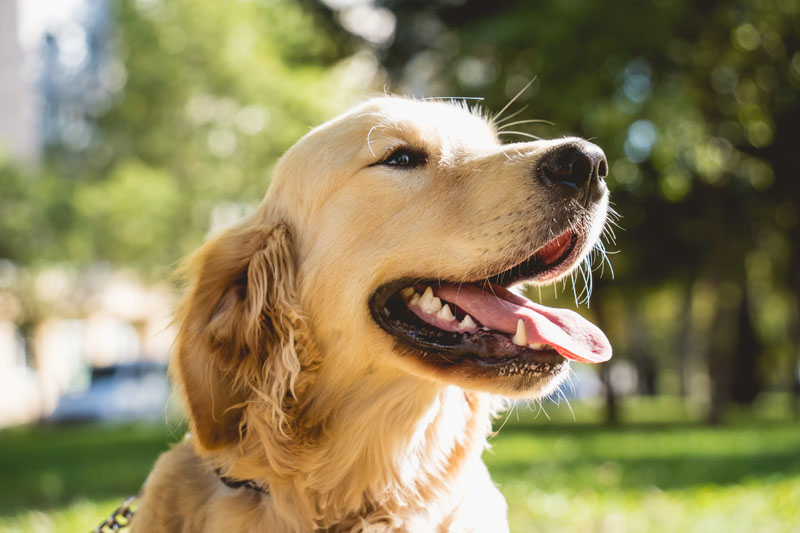 ADM clinical trial demonstrates promising effects of PRIOME MH postbiotic to support canine metabolic health