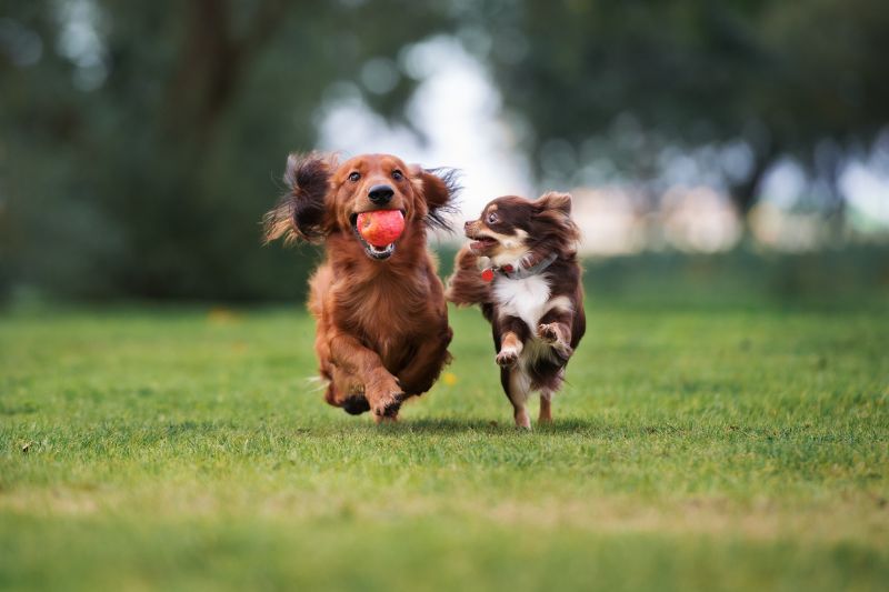 ADM clinical trial on PRIOME Metabolic Health published in Animals