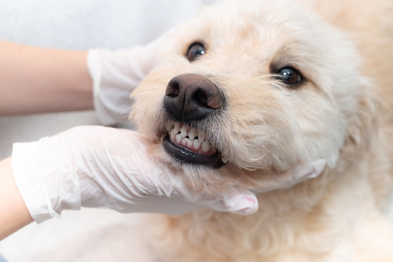 ADM postbiotic supports canine oral health