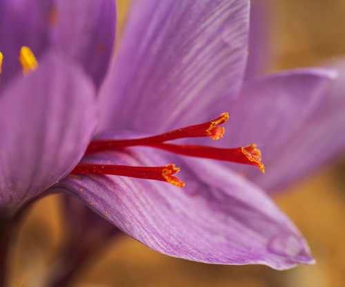 Affron Saffron to help improve mood and self-esteem in adult women