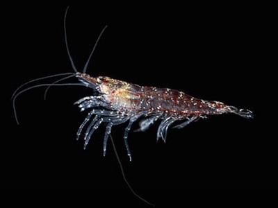Aker BioMarine and Neptune negotiate $34 million transaction 