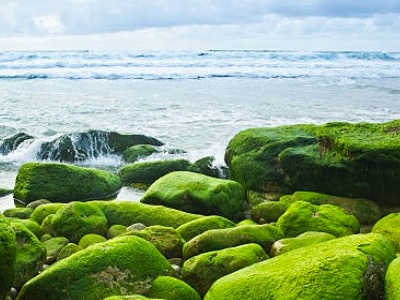 Algalif achieves non-GMO project verification for astaxanthin ingredient 