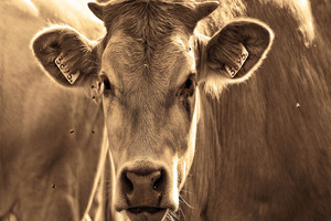 All Valio dairy farms now receiving sustainability bonus