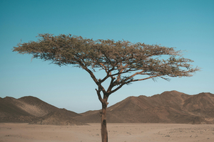 Alland & Robert to exhibit its acacia gum solutions at Fi Europe