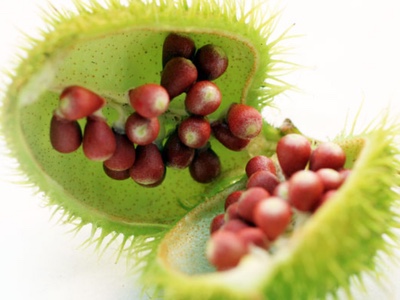 American River Nutrition continues efforts to increase understanding of vitamin E and tocotrienols at SSW