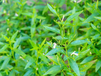 Andrographis paniculata: An effective natural immune modulator