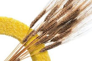 Arcadia collaborates with GoodMills on improved wheat