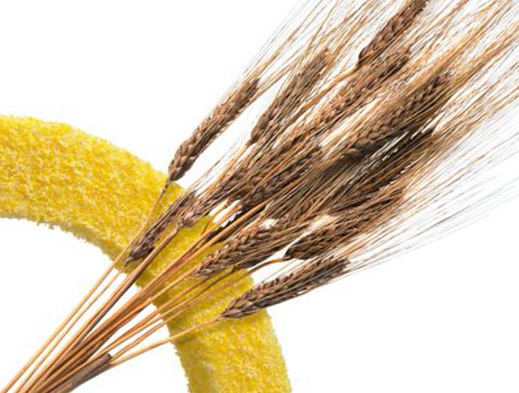 Arcadia collaborates with GoodMills on improved wheat