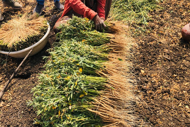 Arjuna Natural’s Shoden receives Non-GMO Project verification