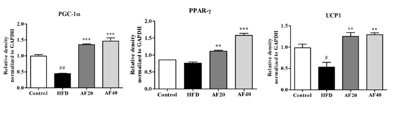 Figure 1: Marker levels of thermogenic activity as a result of a high fat diet (# = p<0.05, ## = p<0.01 vs control group; ** = p<0.01, *** = p<0.001 vs high fat diet [HFD])