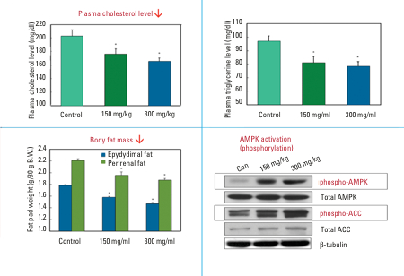 Figure 1: Effects of ActivAMP administered to ob/ob mice for 8 weeks