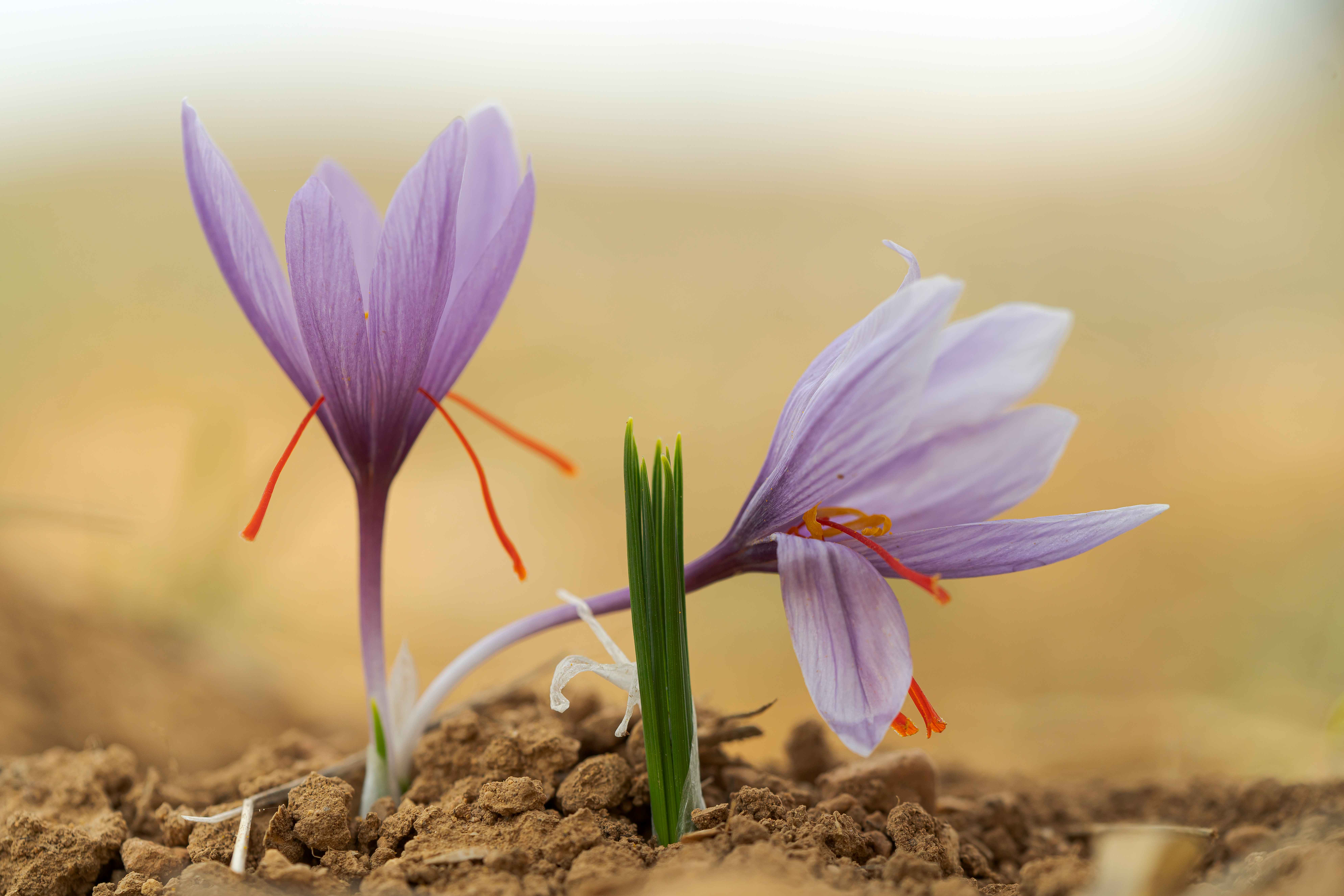 Affron granted first stress relief claim for a saffron ingredient in South Korea