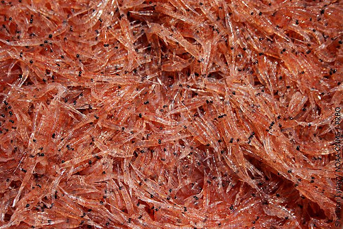 Aker BioMarine introduces Halal-certified krill oil ingredient