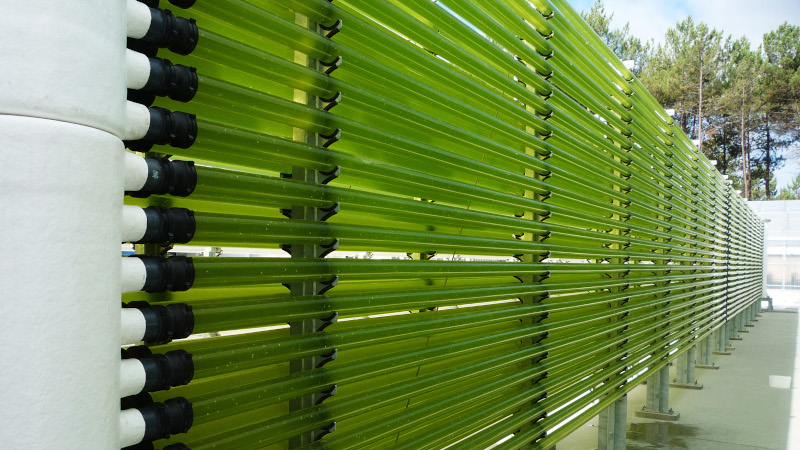 Allmicroalgae to significantly increase output of algae-based ingredients