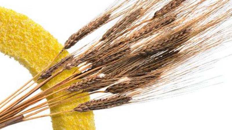 Arcadia collaborates with GoodMills on improved wheat