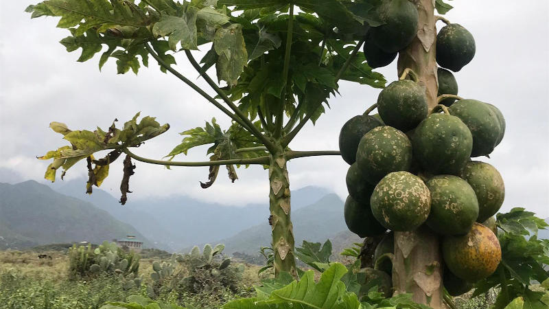 Arla partners with papaya project to reduce malnutrition