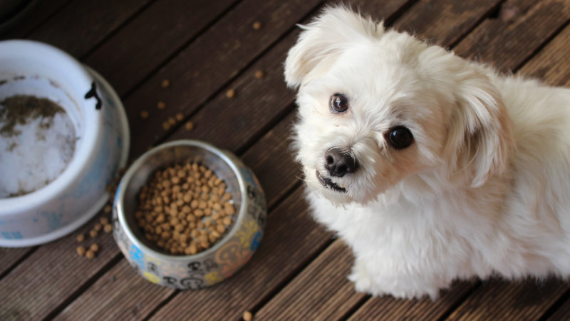 Beneo survey reveals pet owners’ nutrition priorities