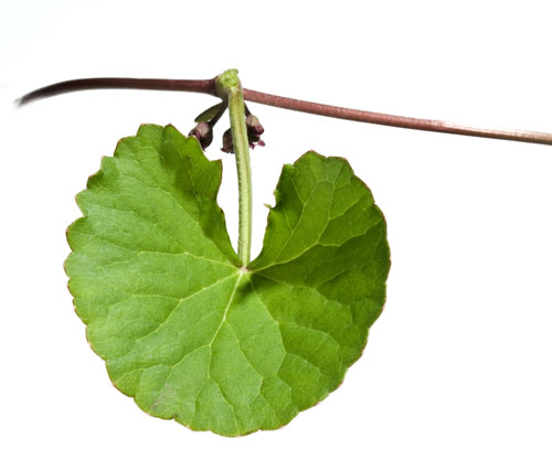 Beyond longevity: Indena’s natural solutions for an enhanced healthspan and timeless beauty