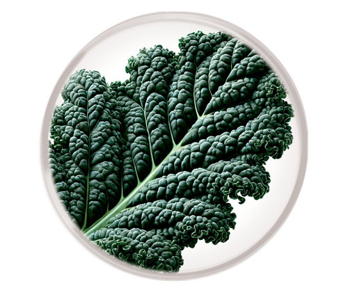 Beyond longevity: Indena’s natural solutions for an enhanced healthspan and timeless beauty