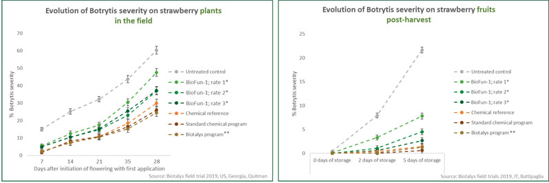 Fig. 1: Biotalys’ innovative biofungicide, BioFun-1, is highly effective against Botrytis cinerea both on strawberry plants in the field and on fruits post-harvest