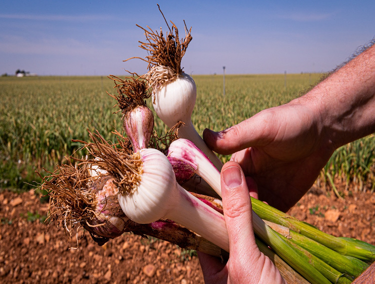 Aged black garlic take it to heart