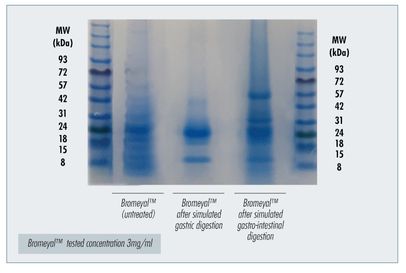 Figure 1: Peptides and protein fractions in Bromeyal® after in vitro simulated digestion