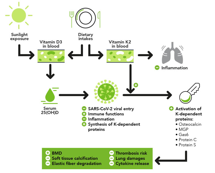 Figure 3: The combined immune health benefits of vitamins D and K2