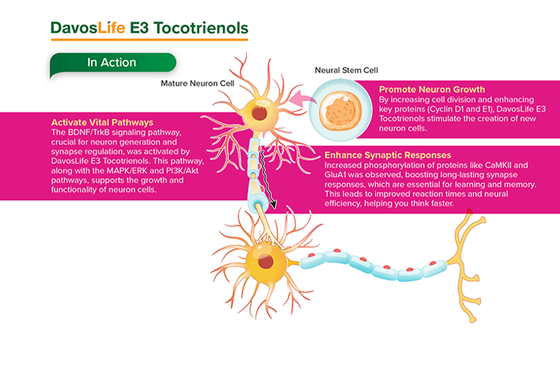 DavosLife E3 Tocotrienols: Increase Focus, Learn Better & Think Faster