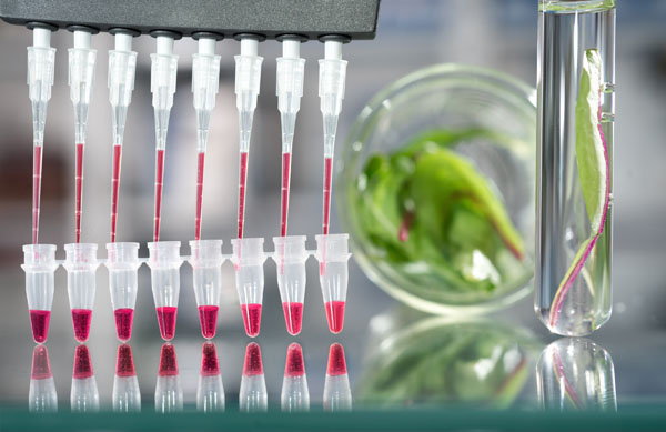 Efficient DNA extraction from plant tissue