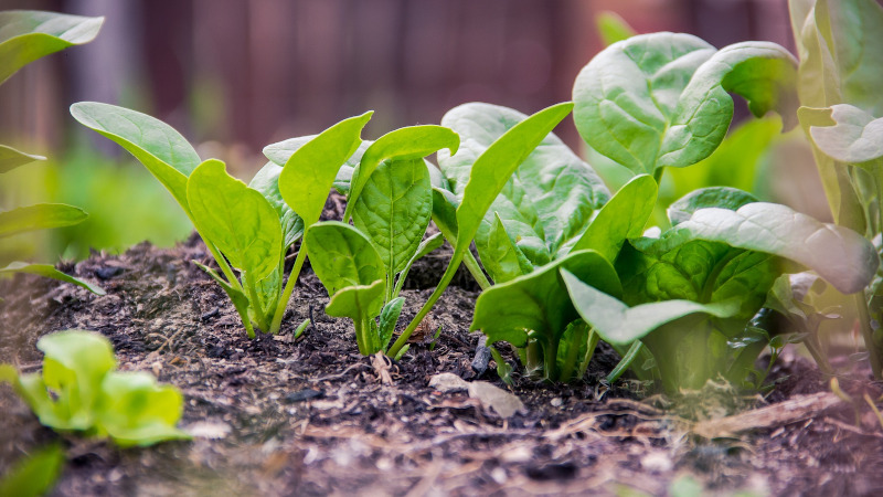 Euromed spinach extract may support fitness and healthy ageing 