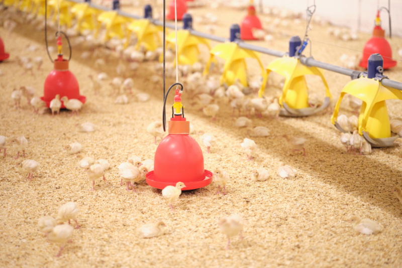 Evonik launches Ecobiol PRO with accelerated spore germination to cut poultry antibiotic use