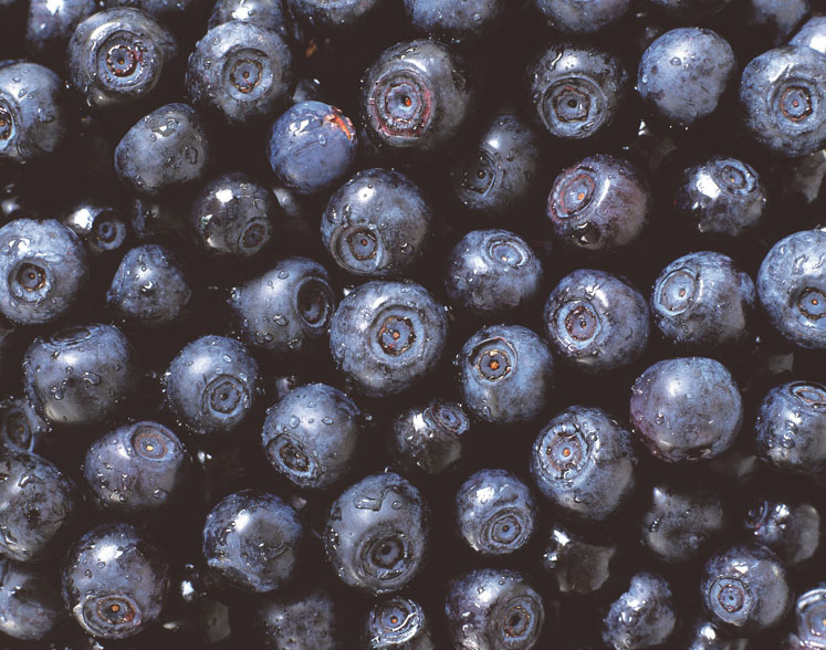 Evonik launches food supplement MEDOX with plant pigments from Scandinavian bilberries