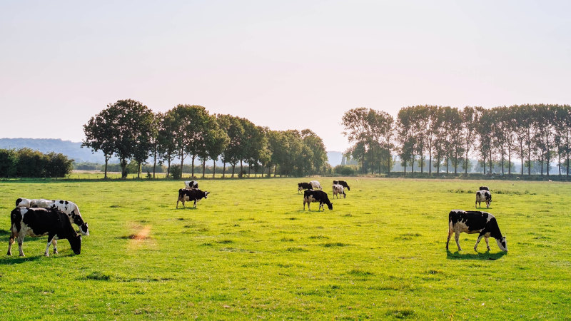 FrieslandCampina and DSM team up to reduce dairy cattle emissions 