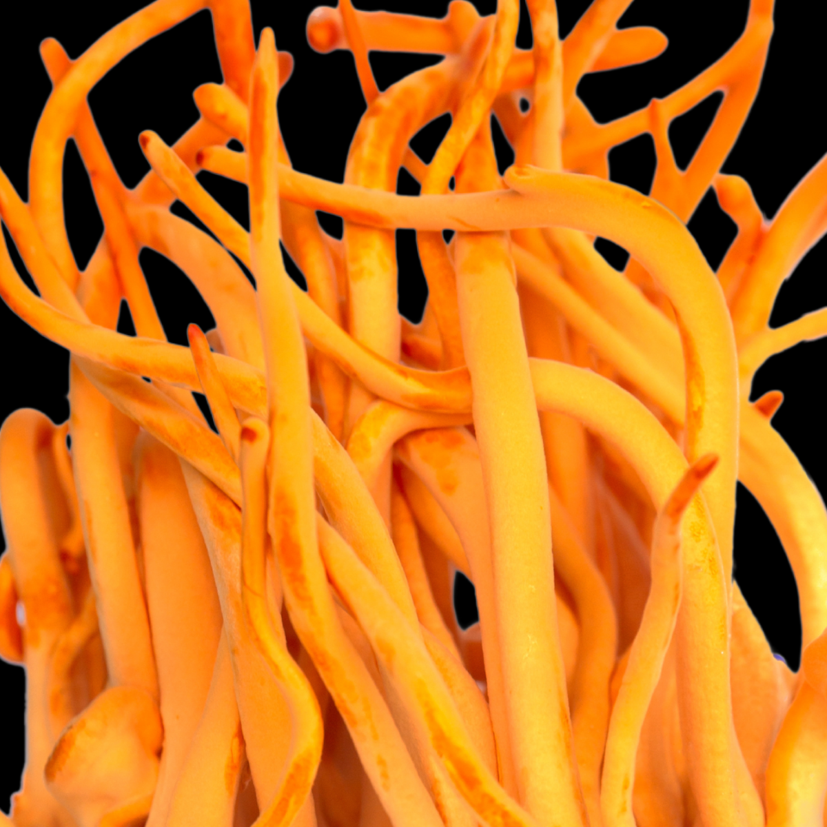 Functional Mushroom Council launches to unite mushroom growers, suppliers and brands