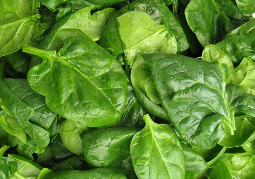 Green leafy vegetables slow cognitive decline of ageing