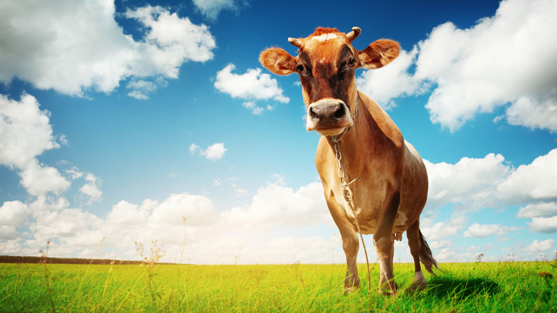 Health and sustainability: dairy's role in greener diets and healthier people
