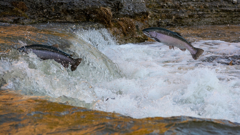 Hofseth gets NDI nod from FDA for Norwegian Atlantic salmon extracts