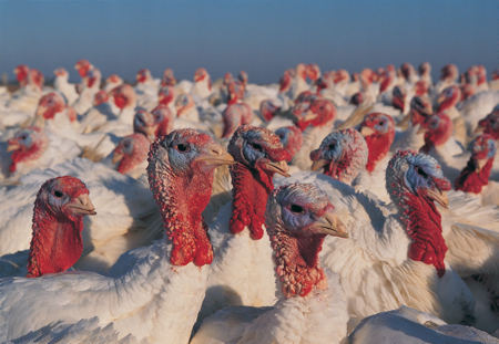 Turkey meat contains only 1g of tryptophan per 300g