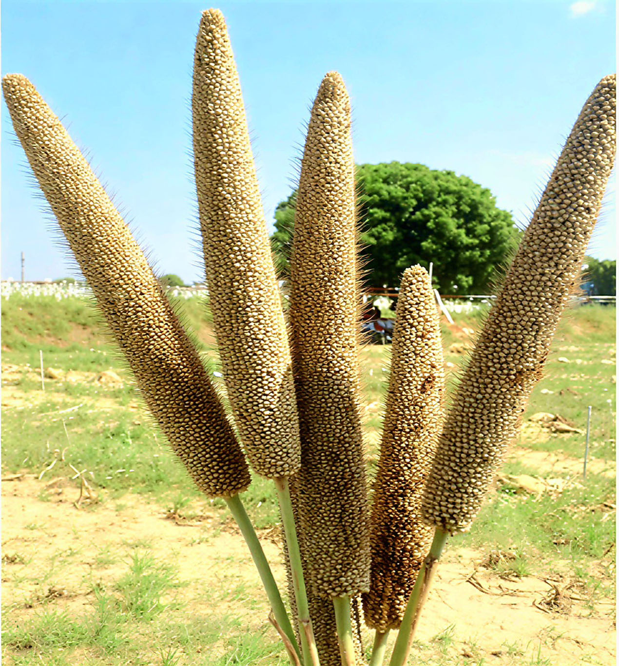 ICRISAT and partners announce the release of the world’s first three-way pearl millet hybrid