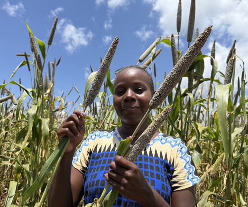 ICRISAT releases first-ever biofortified pearl millet for Zimbabwe and the ESA region