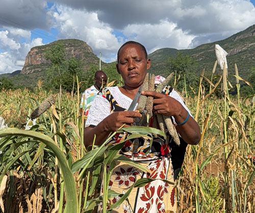ICRISAT releases first-ever biofortified pearl millet for Zimbabwe and the ESA region