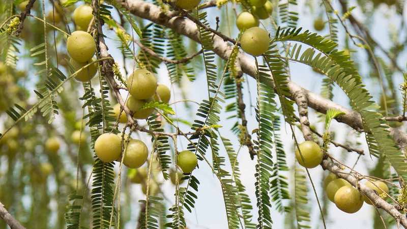 Indian gooseberry boosts heart health, study says