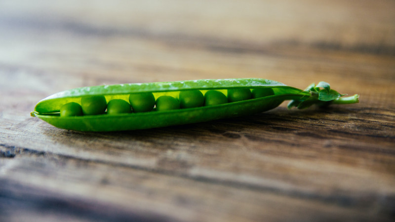 Ingredion launches pea and faba bean concentrates